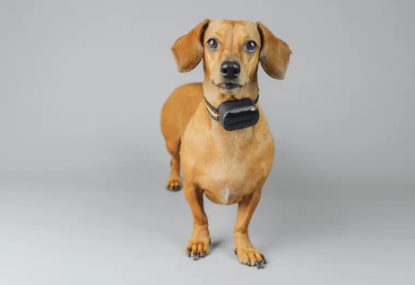 下一个蓝海？跟着TikTok趋势，用海外仓抢占宠物经济红利